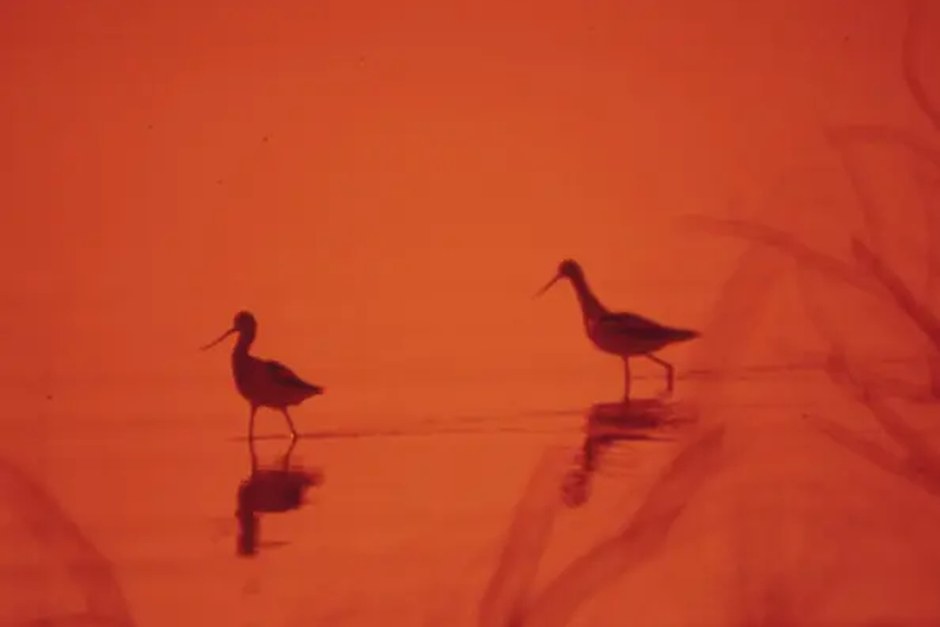 Two birds standing in shallow marsh water at sunset.