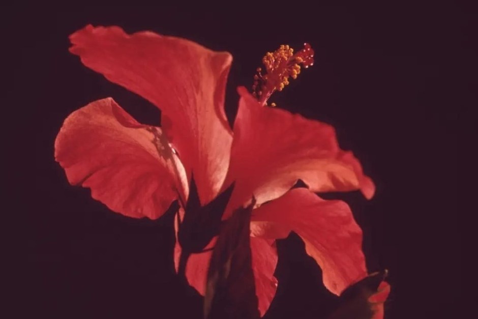 A close view of a vivid red hibiscus against a dark background.